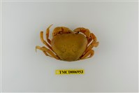 藏品(黃灰澤蟹)的圖片